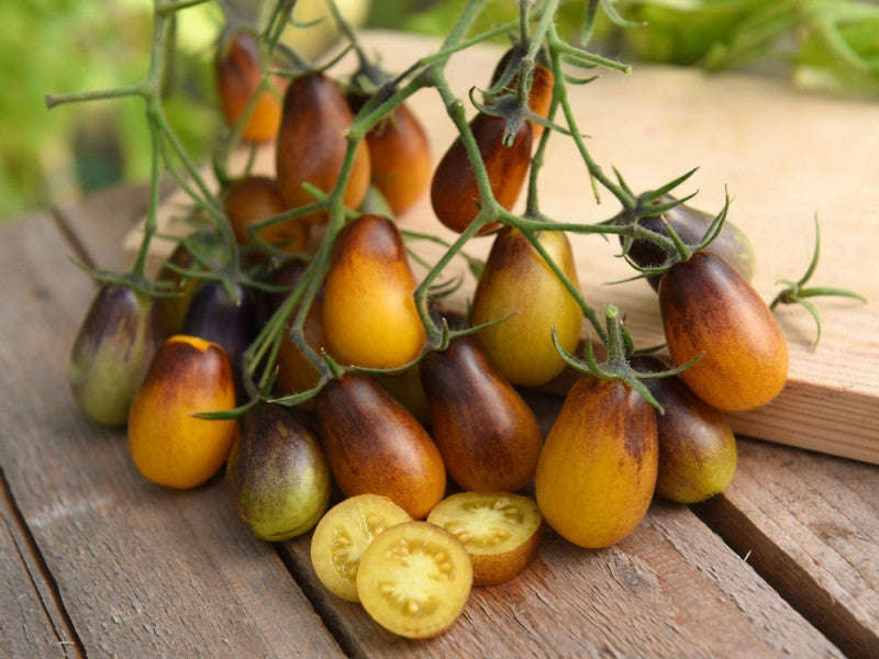 Indigo Pear Drops Cocktail Tomato - Lycopersicon Esculentum - Health Properties / NON GMO - 5 Seeds