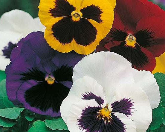 Pansy Engelmanns Giant Mix - Viola Hortensis - Annual Flower - 100 Seeds