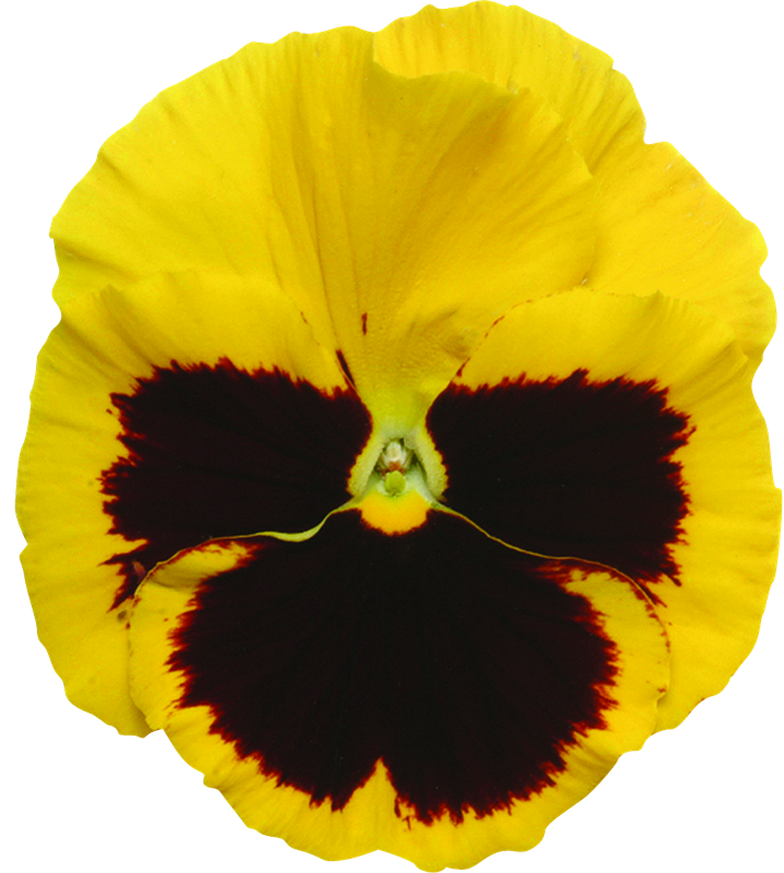 Pansy Punch Blotch Yellow - 10 seeds