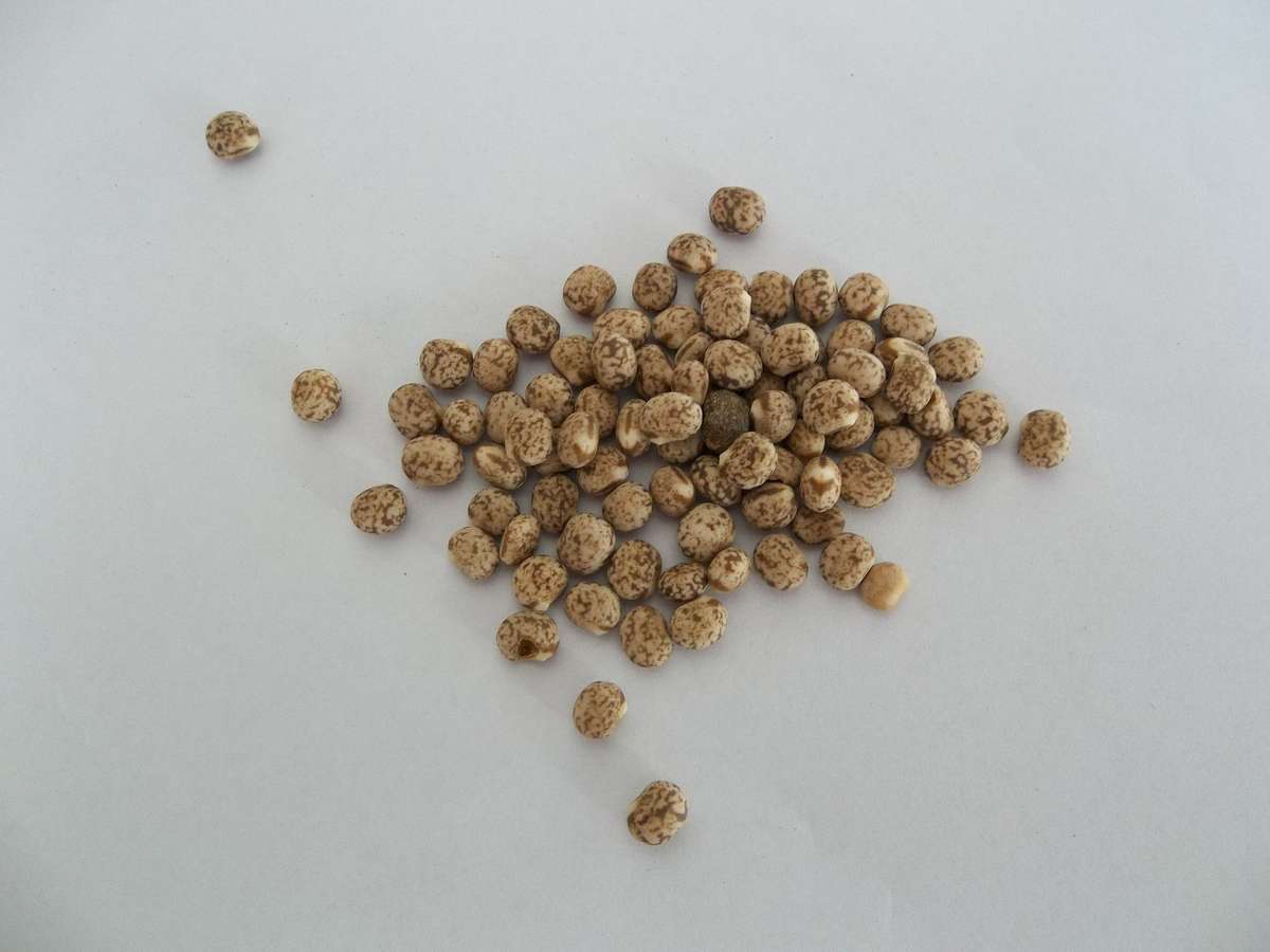 Pigeon Peas - Sprouting Seeds - 100 gram