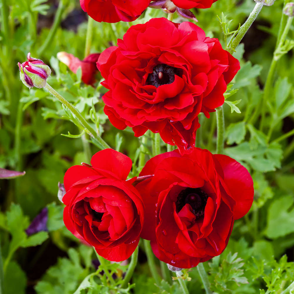 Ranunculus  Red  25 bulbs p/pack (Bulbs - not seeds)