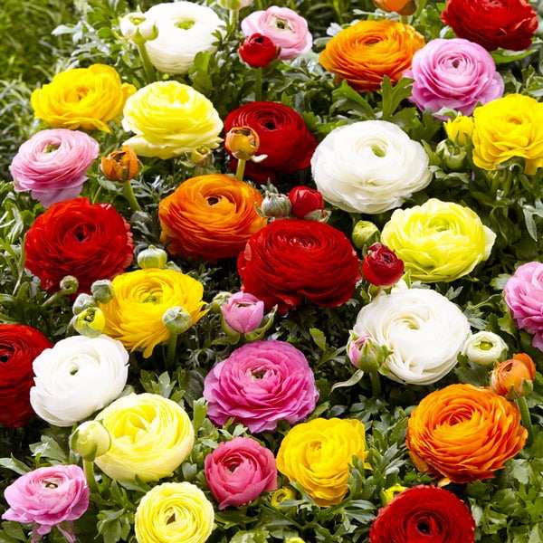Ranunculus  Mixed  Value  100 bulbs p/pack (Bulbs not seeds)