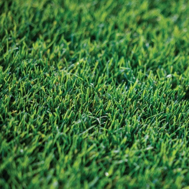 Perennial Rye - Tall Fescue Mix Lawn / Grass Seed