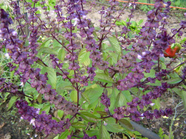 Purple Basil - ORGANIC - Herb - 50 Seeds