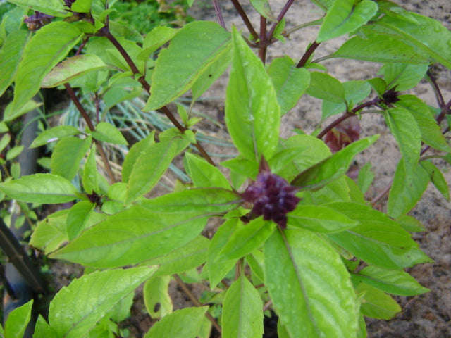 Purple Basil - ORGANIC - Herb - 50 Seeds