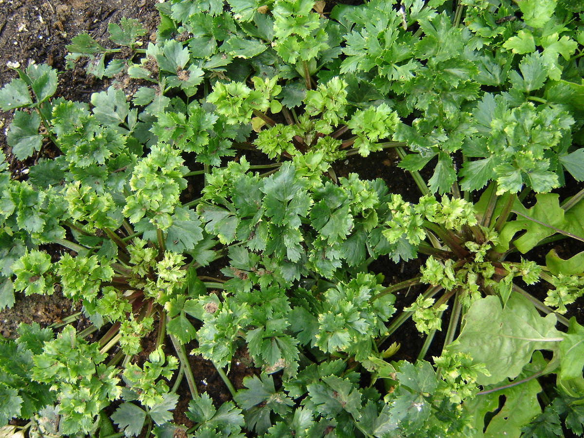 Ortho Celeriac - ORGANIC - Heirloom Vegetable - 50 Seeds