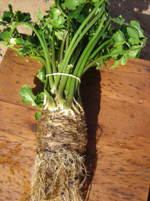 Ortho Celeriac - ORGANIC - Heirloom Vegetable - 50 Seeds