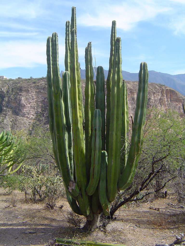 Isolatocereus / Stenocereus dumortieri - Exotic Cacti / Succulent - 10 Seeds