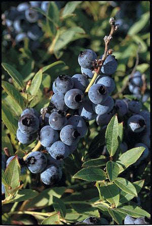Dwarf Lowbush Blueberry - Fruit Shrub / Tree - Vaccinium angustifolium - 10 Seeds