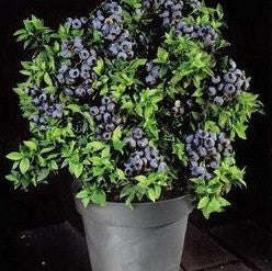 Dwarf Lowbush Blueberry - Fruit Shrub / Tree - Vaccinium angustifolium - 10 Seeds