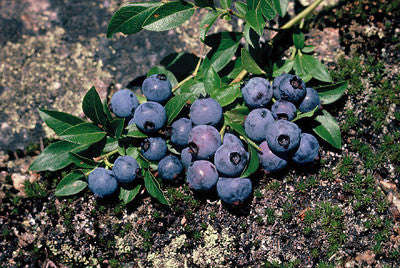 Dwarf Lowbush Blueberry - Fruit Shrub / Tree - Vaccinium angustifolium - 10 Seeds