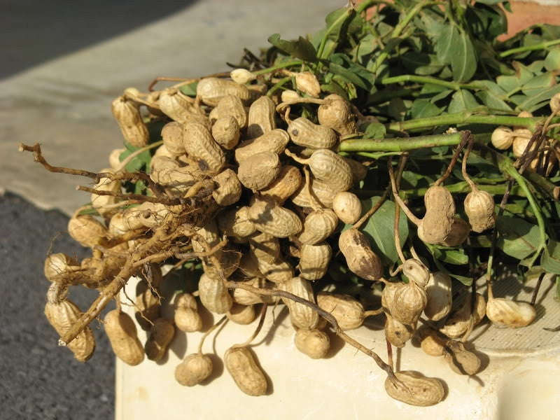 Peanut Seeds - Arachis Hypogaea - Sprouting / Planting Seeds - 100 Gram Peanut Seeds