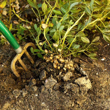 Peanut Seeds - Arachis Hypogaea - Sprouting / Planting Seeds - 100 Gram Peanut Seeds