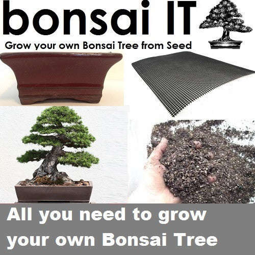 Scotch Pine - bonsai-IT - Everything you need to grow your own bonsai - Oxblood Rectangular Pot