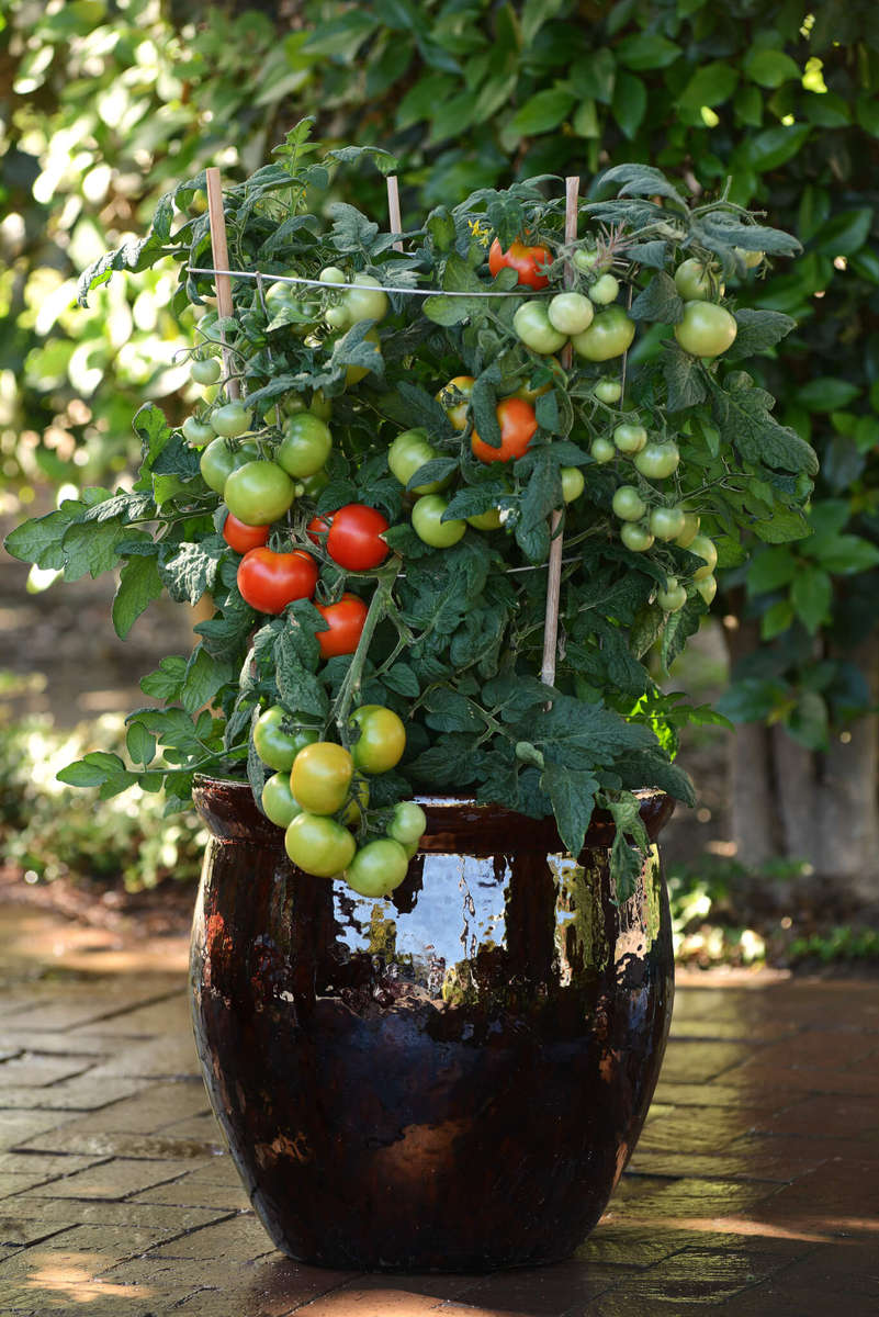 Little Sicily Cocktail Tomato - Container Hanging Basket Trailing Tomato - Lycopersicon Esculentu...