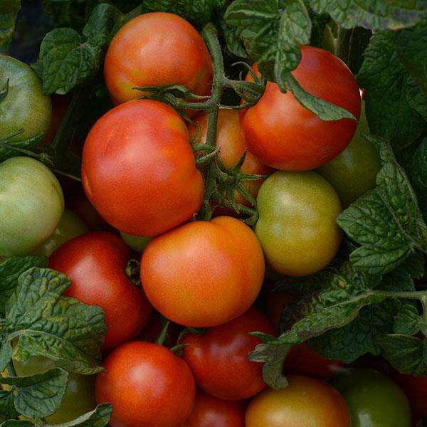 Little Sicily Cocktail Tomato - Container Hanging Basket Trailing Tomato - Lycopersicon Esculentu...