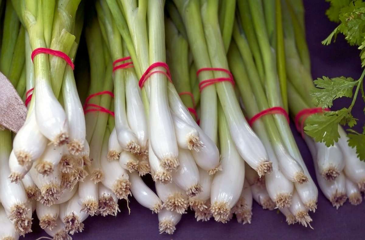 All season bunching spring Onion - Vegetable / Herb - 100 Seeds