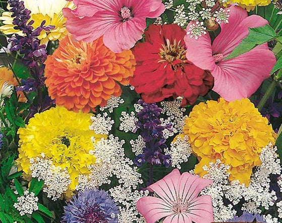 Summer Scatter Tall Flower Mix - Easy growing flowers - 5 grams