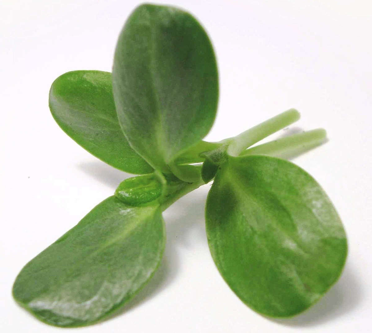 Sunflower - Unhulled - Microgreen Seeds - 100 gram