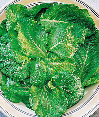 Tendergreen Mustard Greens - ORGANIC - Brassica Juncea - 200 Seeds