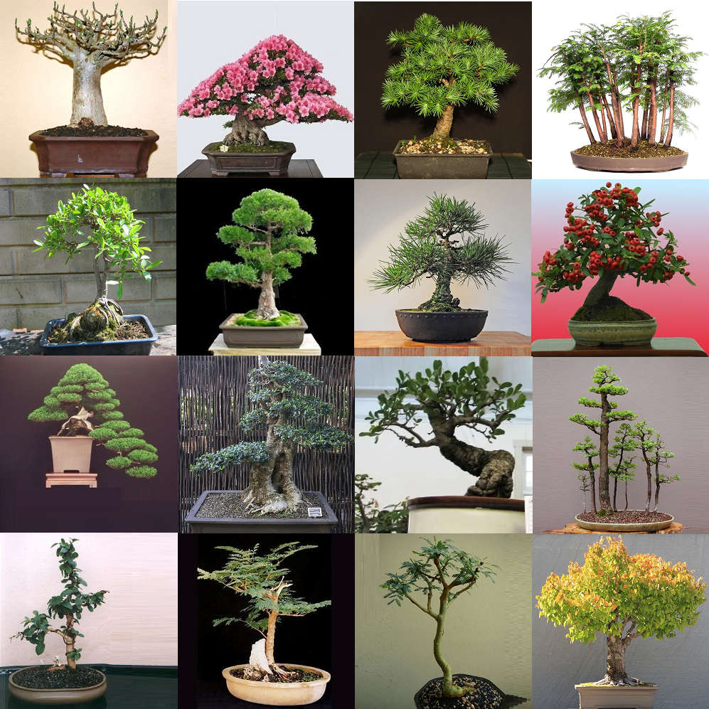 Premium Bonsai Package - 16 Species - 115 Fresh Seeds