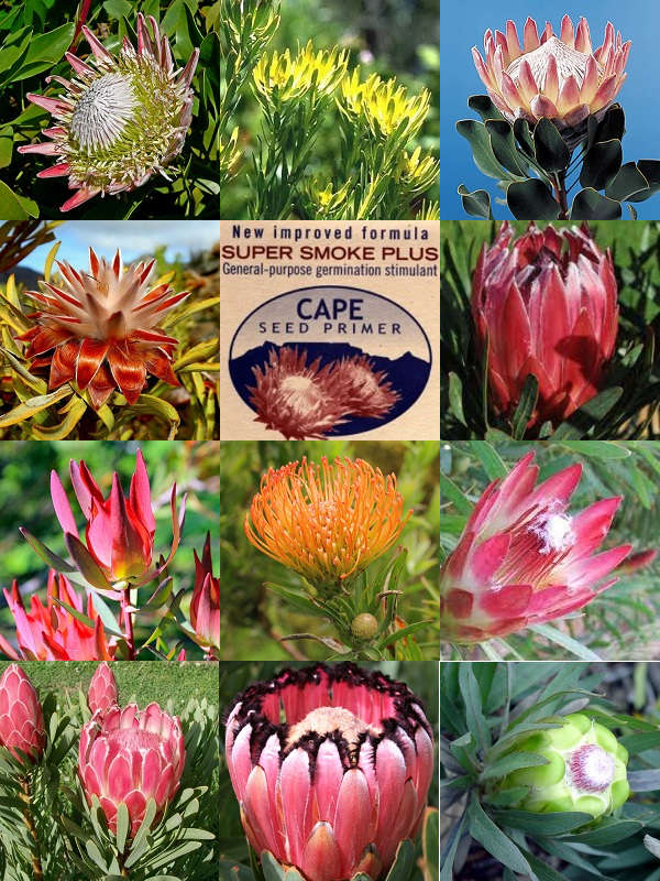 South African Protea Collection - 10 Protea Varieties - 50 Seeds plus smoke primer - Indigenous S...
