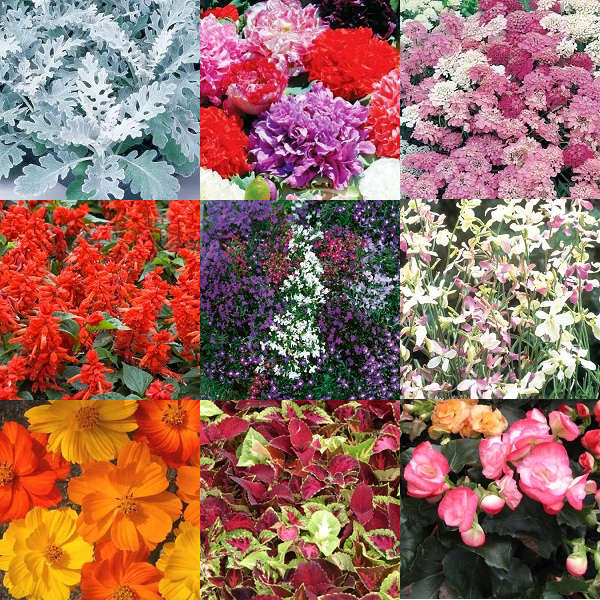 "Summer Colours" Flower Seeds - 10 Seed Packs - Summer Specials - PK6