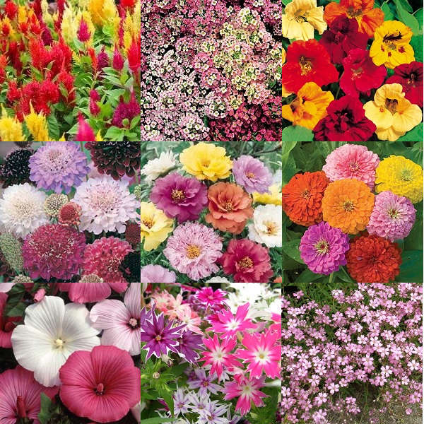 'Summer Blooms' Flower Seeds - 10 Seed Packs - Summer Specials - PK7