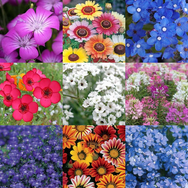 'Bright Summer' Flower Seeds - 10 Seed Packs - Summer Specials - PK8