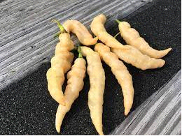 Wrinkled Peach Tiger Murupi Chilli Pepper - Capsicum Chinense - 5 Seeds