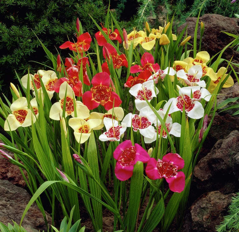 Tigridia Pavonia Bulbs - Tiger Flower Mixed Colour | Pre-Order - Ships Early to Mid September