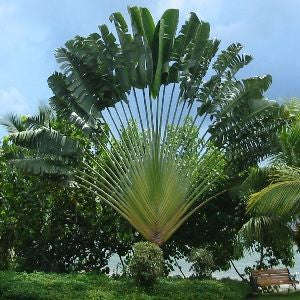 Travellers Palm - Ravenala Madagascarensis - Seeds - 10 Seeds