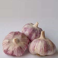 Tuscan Garlic - Heirloom Garlic - 10 Cloves Tuscan Garlic