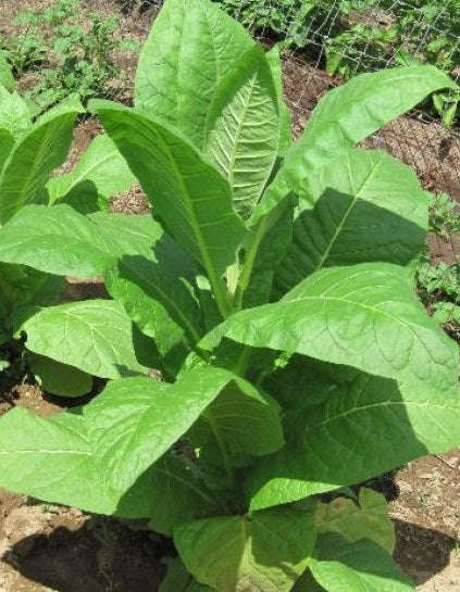 Virginia Gold Tobacco - Nicotiana Tabaccum - 20 Seeds