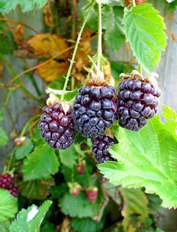 Youngberry - Fruit Shrub - Rubus irsinus - 5 Seeds
