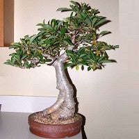 African Baobab - Adansonia Digitata - Indigenous Tree / Bonsai - Seeds - 10 Seeds