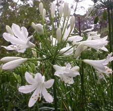 Agapanthus Medium White - Indigenous South African Bulb - 10 Seeds