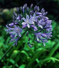 Agapanthus Praecox ssp Orientalis Dwarf Blue - Indigenous South African Bulb - 10 Seeds