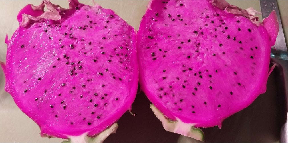 Dragon Fruit / Pitaya / American Beauty / Bien Hoa Red  Hylocereus / Guatemalensis hybrid - 10 s...
