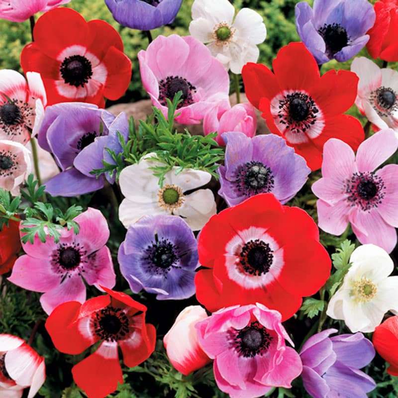Anemone Single  Mixed  15 bulbs p/pack (Bulbs - not seeds)