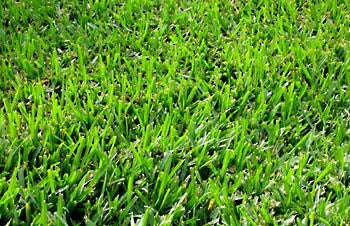 Bermuda Lawn / Grass Seed - Bermuda 400 grams - 10m2