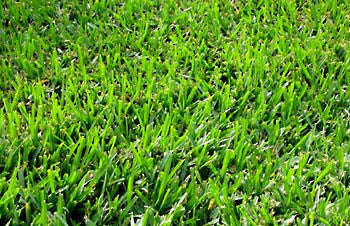 Bermuda Lawn / Grass Seed - Bermuda 400 grams - 10m2