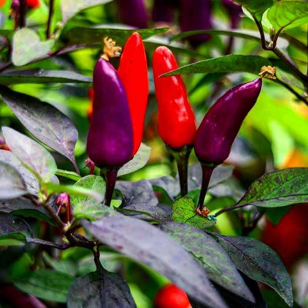 Blue Christmas Chilli Pepper - Capsicum annuum - 5 Seeds