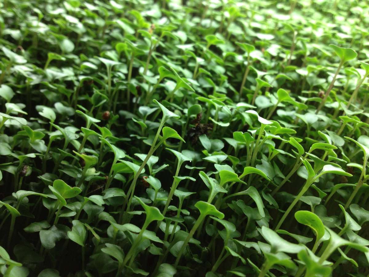 Broccoli - Sprouting / Microgreen Seeds - 100 Grams