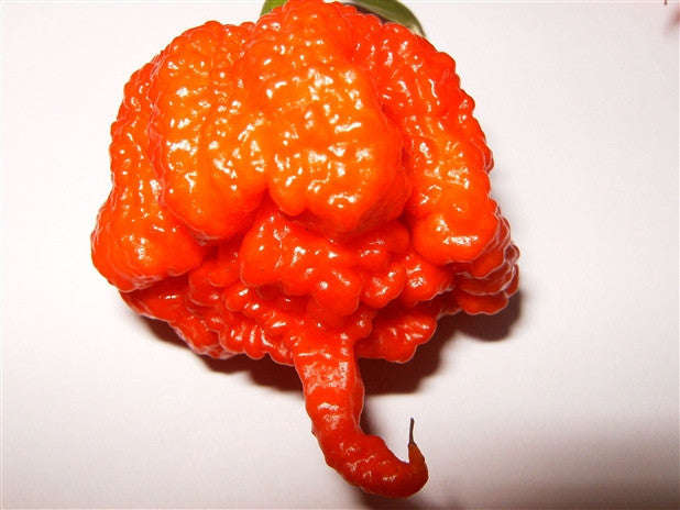 Carolina Reaper Pepper - Capsicum Chinense - The worlds HOTTEST Chilli Pepper - Seeds - 10 Seeds