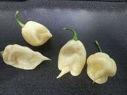 White Trinidad 7 Pod Chilli Pepper - Capsicum Chinense - 5 Seeds