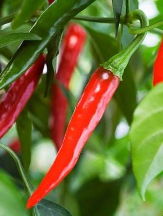 Ring of Fire Chilli Pepper - ORGANIC - Heirloom Vegetable - 10 Seeds