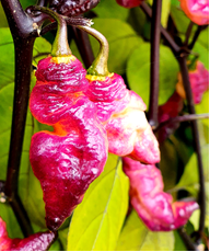 Thor's Thunderbolt - Chilli Pepper - Capsicum Chinense - 5 Seeds
