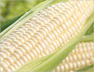 Border King Maize / Corn - Open Pollinated - Bulk Vegetable Seeds - 1kg