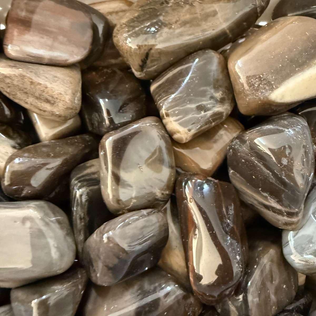 Petrified Wood Tumble - 2cm